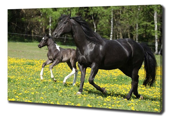 Imprimare tablou canvas Mare cu mânz