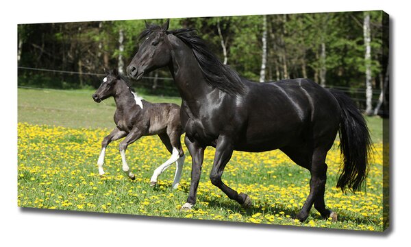 Imprimare tablou canvas Mare cu mânz