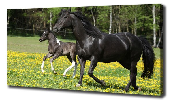 Imprimare tablou canvas Mare cu mânz