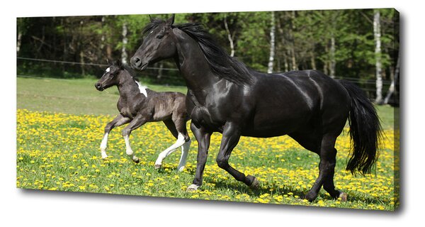 Imprimare tablou canvas Mare cu mânz
