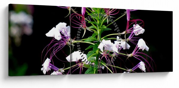 Tablou cu floare (cu ceas) (90x30 cm)