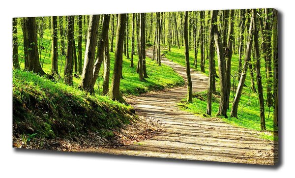Print pe canvas Calea în pădure