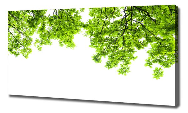 Tablou canvas frunze de stejar