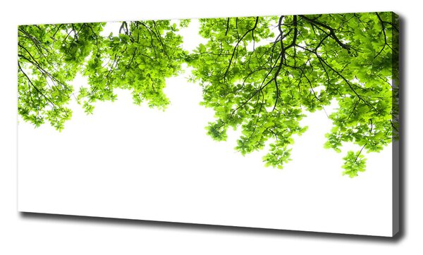 Tablou canvas frunze de stejar