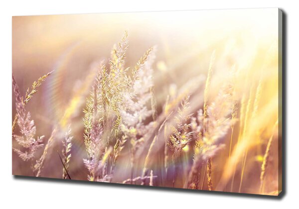 Print pe canvas Iarba inalta