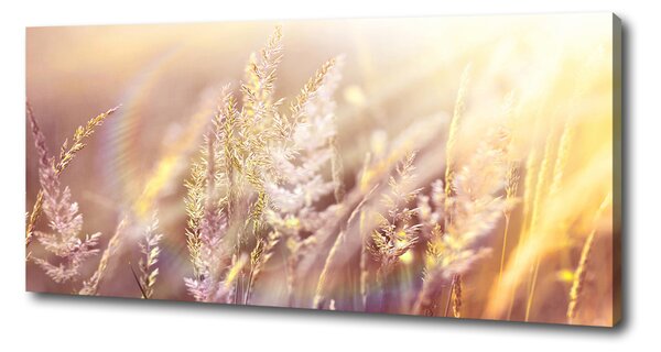 Print pe canvas Iarba inalta