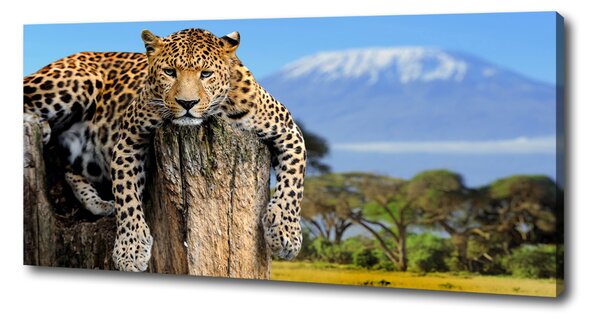 Imprimare tablou canvas Leopard pe un ciot de copac