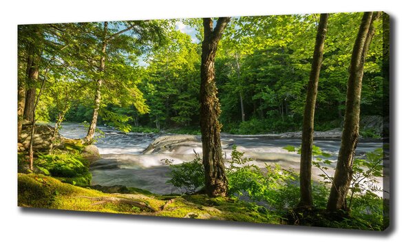 Tablou pe pânză canvas Râul în pădure