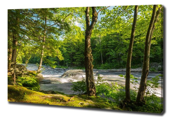 Tablou pe pânză canvas Râul în pădure