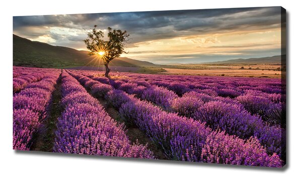 Tablou pe pânză canvas câmp de lavandă