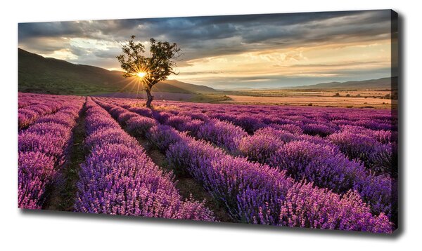 Tablou pe pânză canvas câmp de lavandă