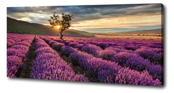 Tablou pe pânză canvas câmp de lavandă