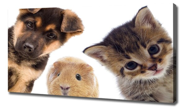 Print pe pânză Animale de companie