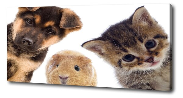 Print pe pânză Animale de companie