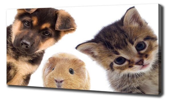 Print pe pânză Animale de companie