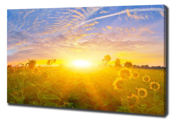 Tablou pe pânză canvas câmp de floarea-soarelui
