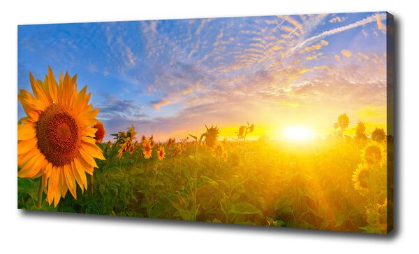 Tablou pe pânză canvas câmp de floarea-soarelui