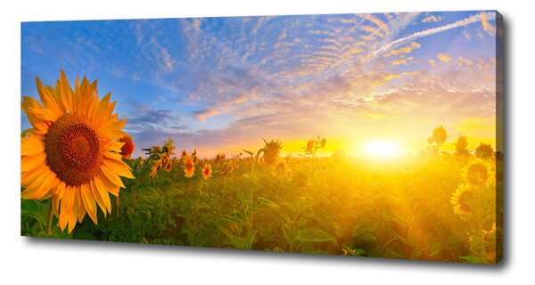Tablou pe pânză canvas câmp de floarea-soarelui