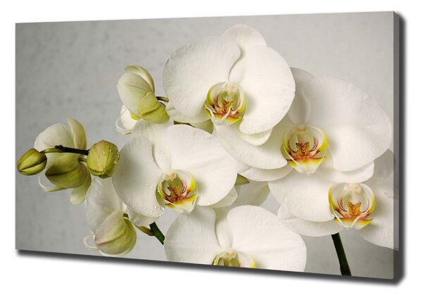 Print pe canvas alb orhidee