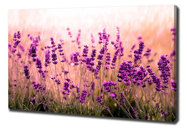 Imprimare tablou canvas Lavandă