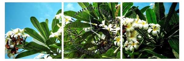 Tablou - Plumeria (cu ceas) (90x30 cm)