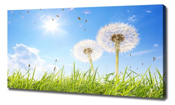 Print pe canvas păpădia