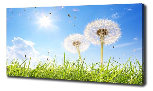 Print pe canvas păpădia